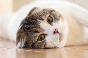 マロンちゃん写真