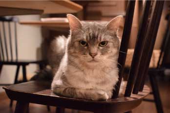 セピアちゃん写真