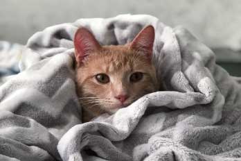 ししゃもくん写真